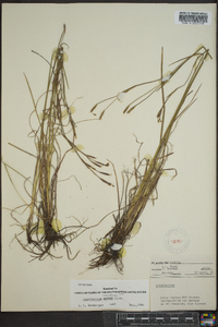 Sisyrinchium atlanticum image