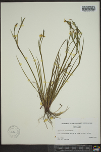 Sisyrinchium atlanticum image