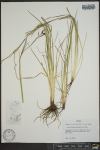 Sisyrinchium atlanticum image