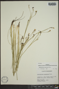 Sisyrinchium atlanticum image