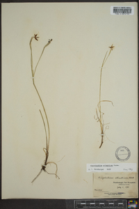 Sisyrinchium atlanticum image