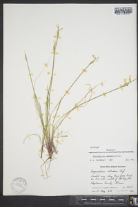 Sisyrinchium campestre image