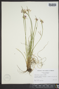 Sisyrinchium campestre image