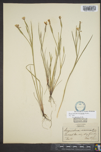 Sisyrinchium ensigerum image