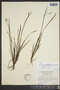 Sisyrinchium fuscatum image