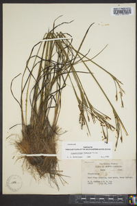 Sisyrinchium fuscatum image