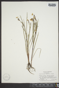 Sisyrinchium langloisii image