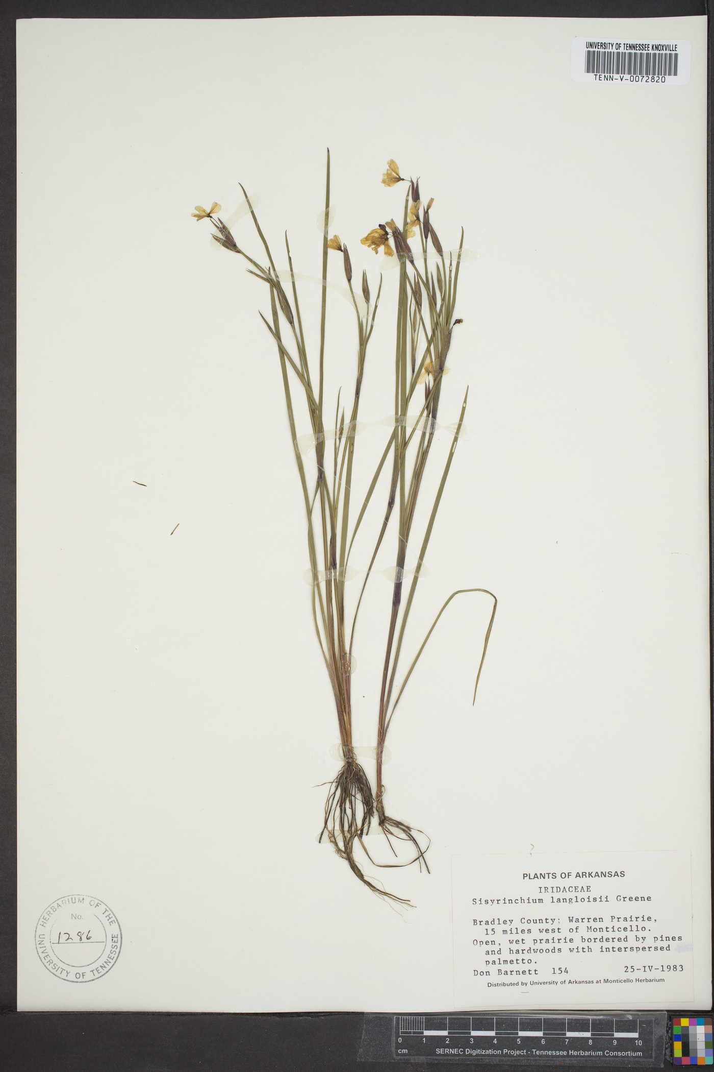 Sisyrinchium langloisii image