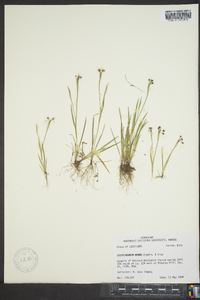 Sisyrinchium minus image