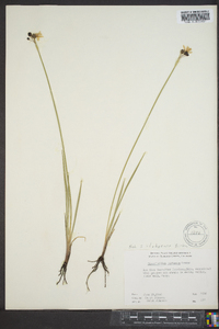 Sisyrinchium montanum image