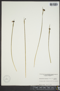 Sisyrinchium montanum image