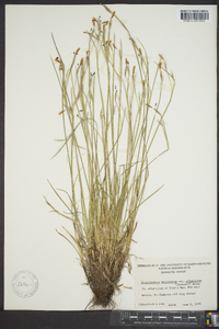 Sisyrinchium mucronatum image