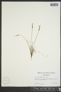 Sisyrinchium mucronatum image