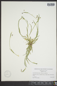 Sisyrinchium mucronatum image