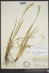 Sisyrinchium nashii image