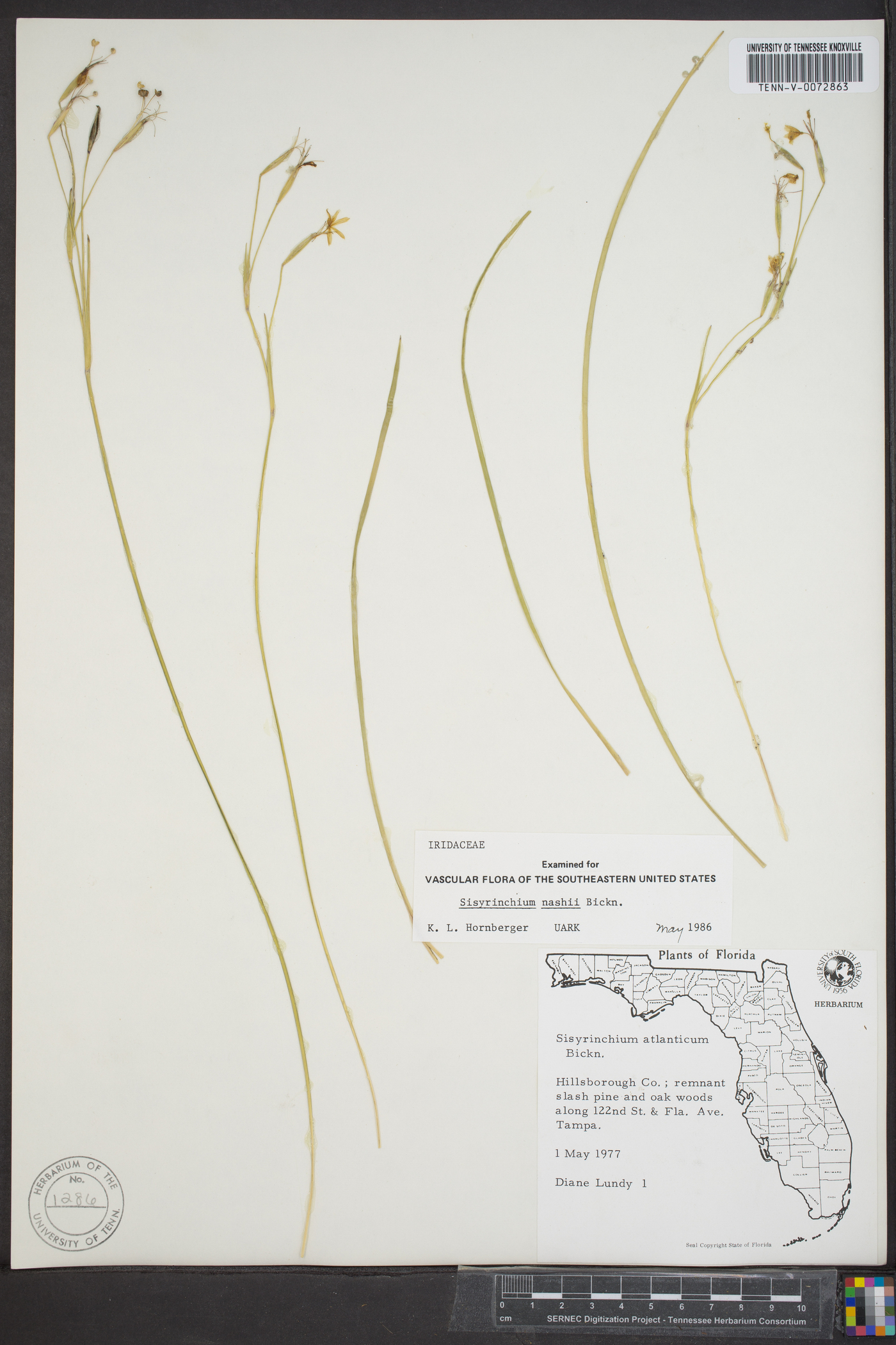 Sisyrinchium nashii image