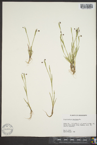 Sisyrinchium rosulatum image