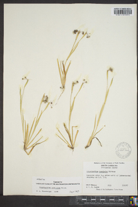 Sisyrinchium rosulatum image