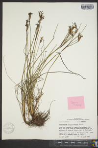 Sisyrinchium sagittiferum image