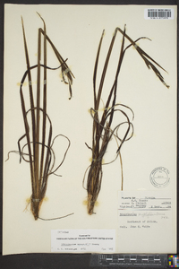 Sisyrinchium xerophyllum image