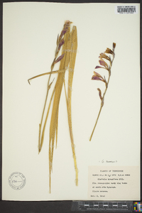 Gladiolus byzantinus image