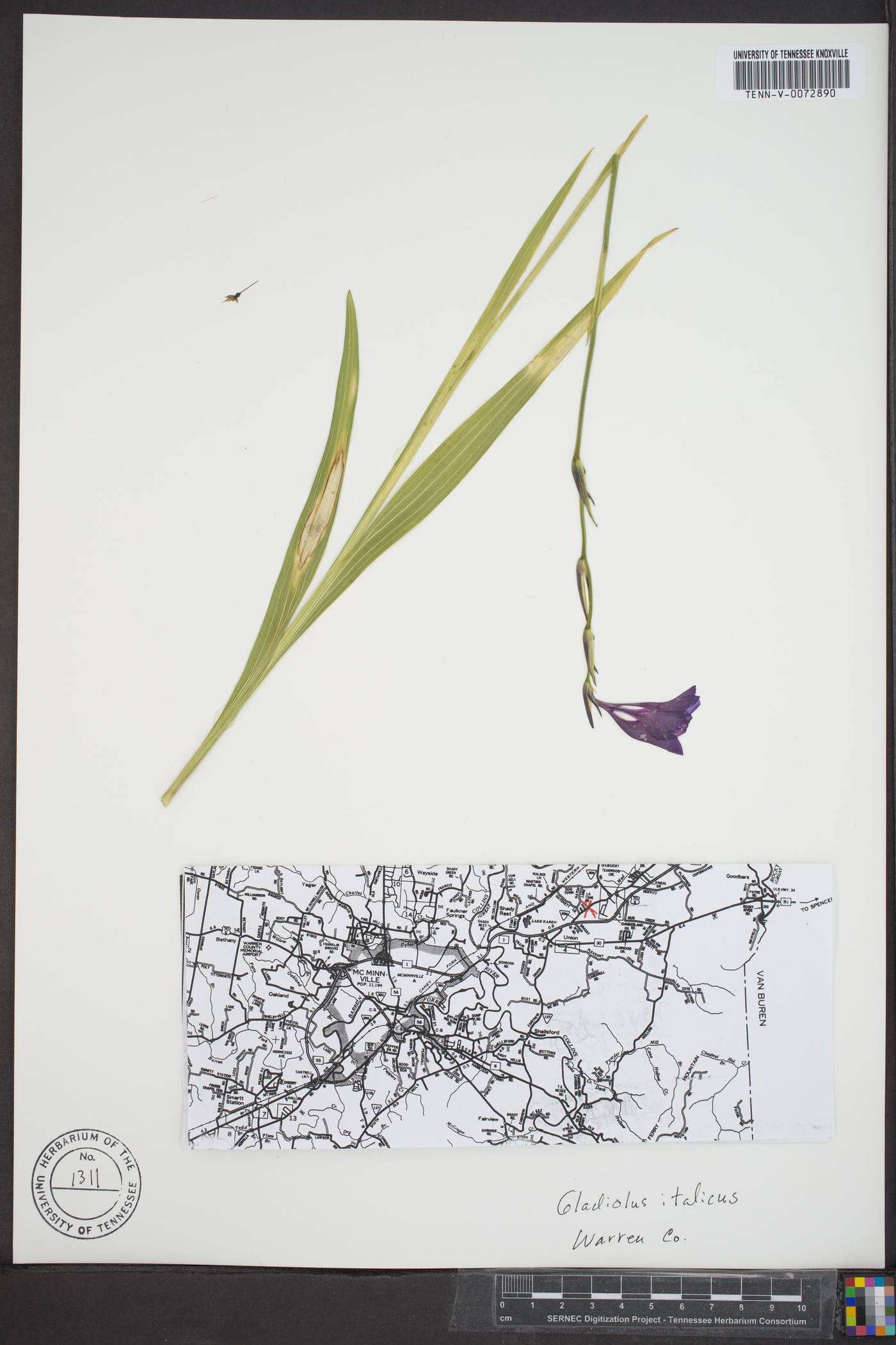 Gladiolus italicus image