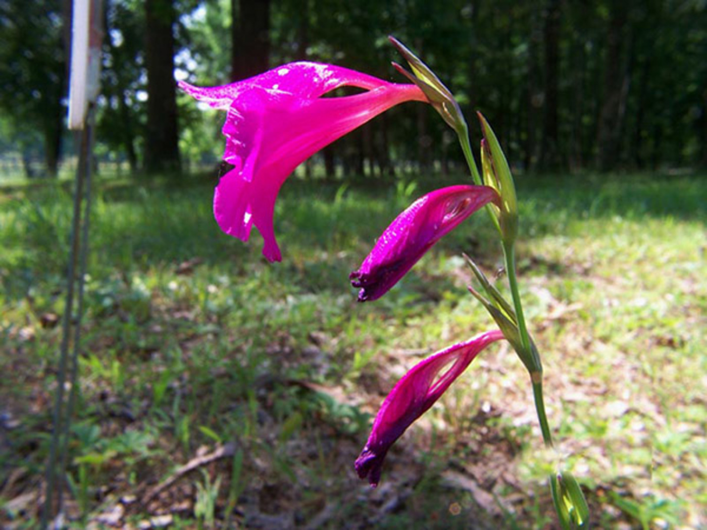 Gladiolus italicus image