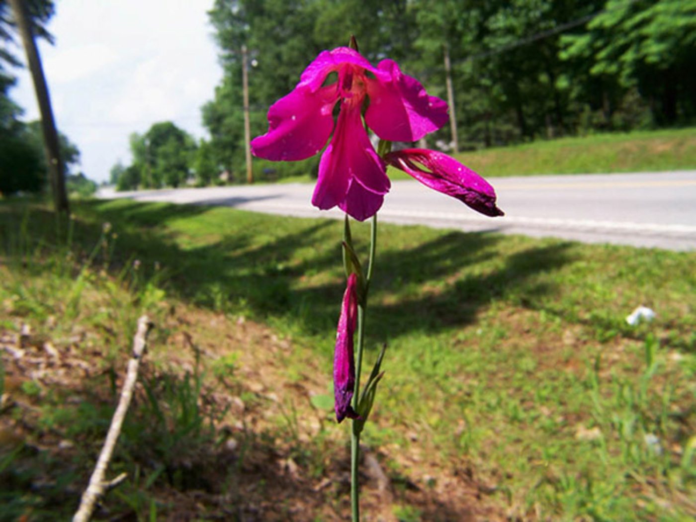 Gladiolus italicus image