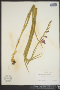 Gladiolus segetum image