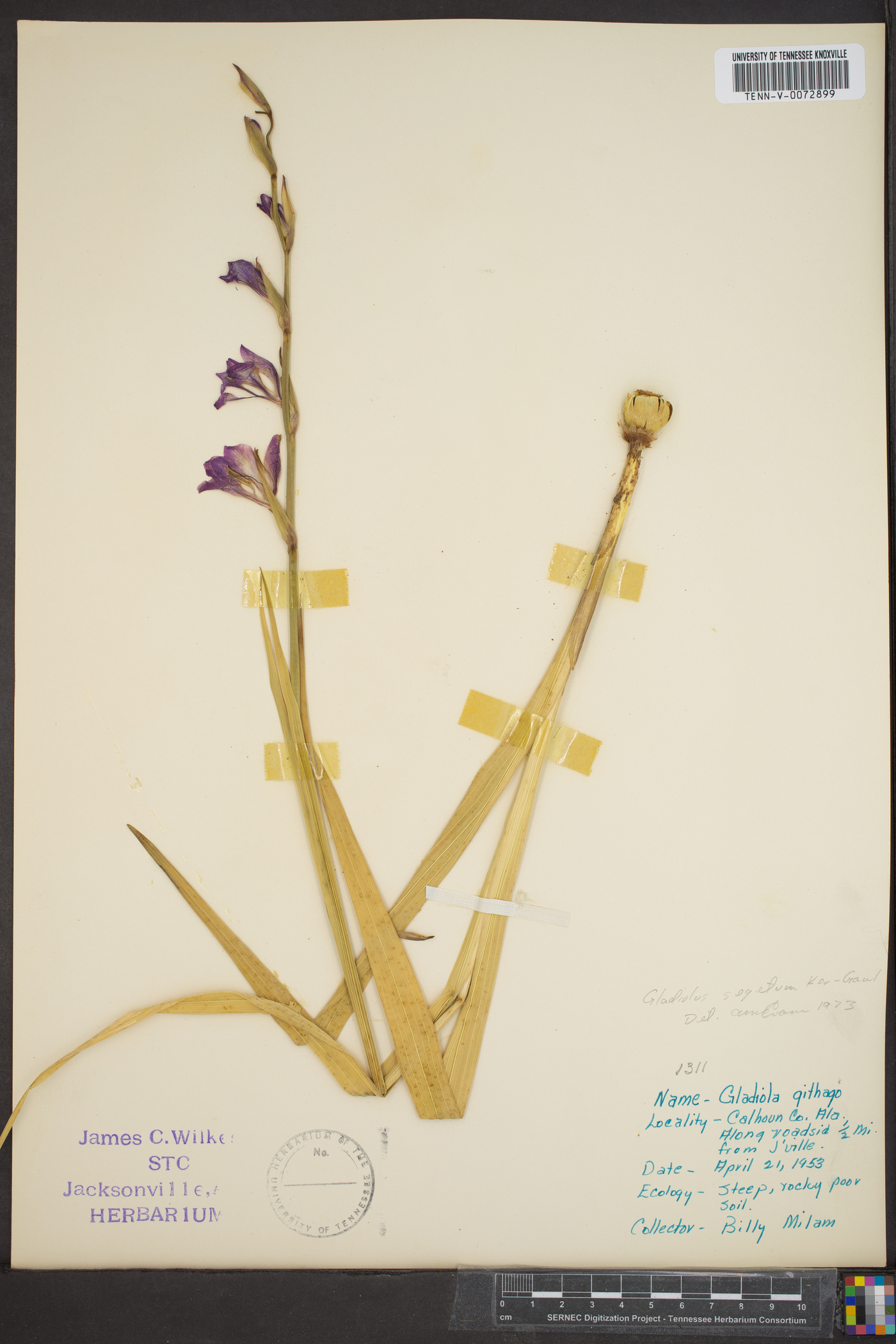 Gladiolus segetum image