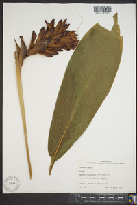 Alpinia purpurata image