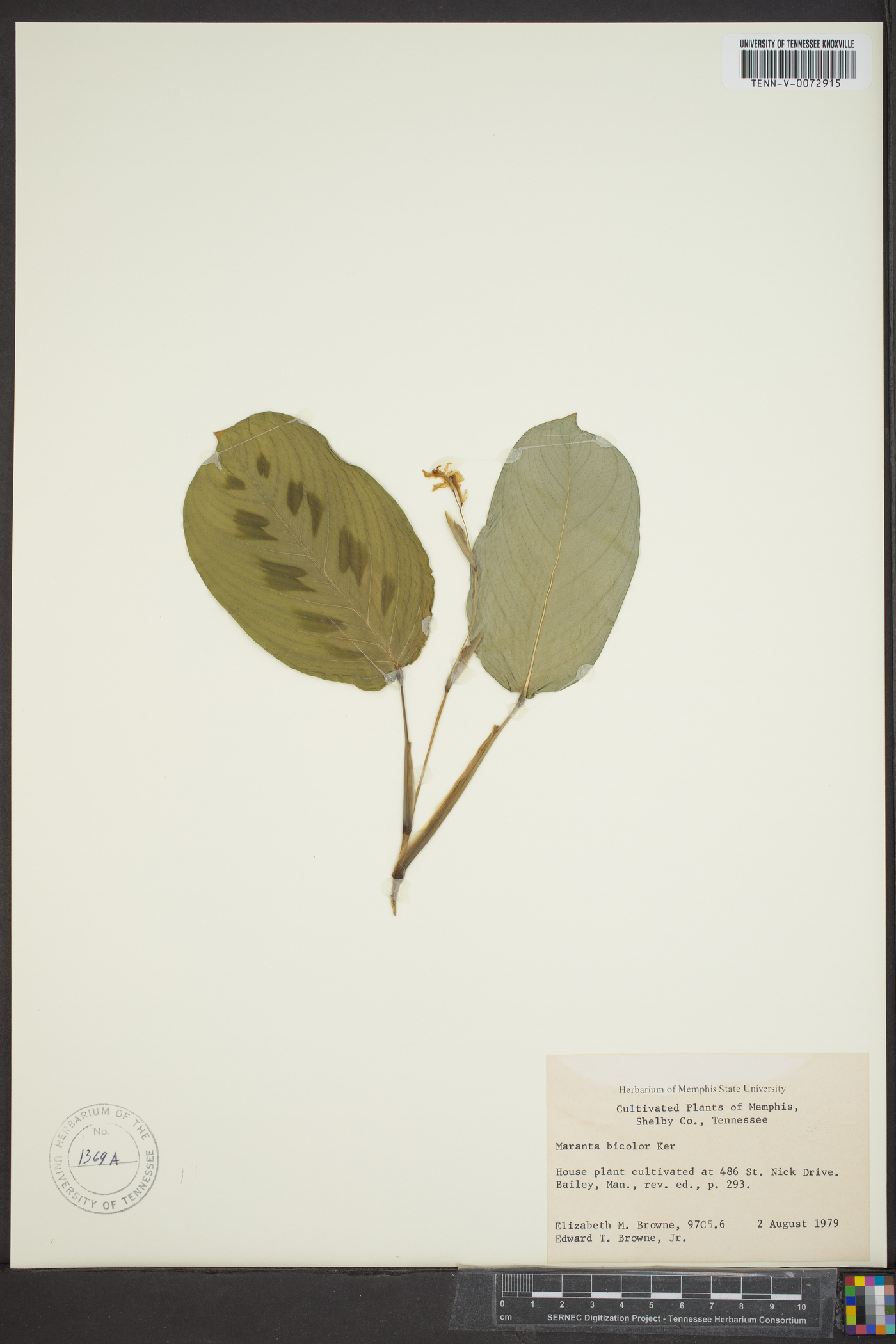 Maranta cristata image