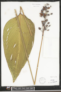 Thalia dealbata image