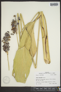 Thalia dealbata image