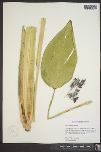 Thalia dealbata image