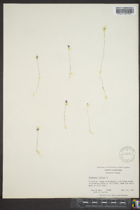 Burmannia biflora image