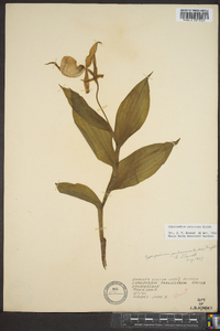 Cypripedium parviflorum var. pubescens image