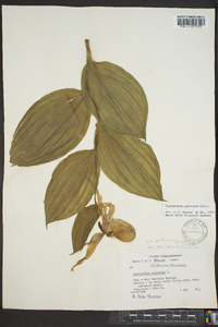 Cypripedium parviflorum var. pubescens image