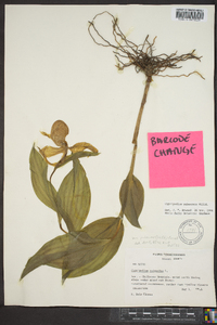 Cypripedium parviflorum var. pubescens image