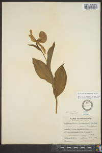 Cypripedium parviflorum var. pubescens image