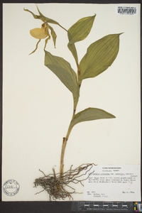 Cypripedium parviflorum var. pubescens image