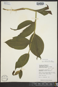 Cypripedium parviflorum var. pubescens image