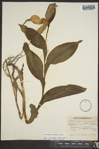 Cypripedium parviflorum var. pubescens image