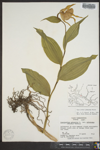 Cypripedium parviflorum var. pubescens image