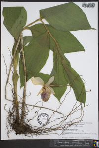 Cypripedium reginae image