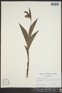 Cypripedium candidum image