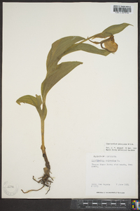 Cypripedium parviflorum var. pubescens image