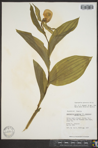 Cypripedium parviflorum var. pubescens image