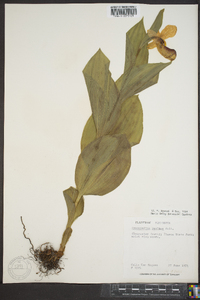 Cypripedium reginae image