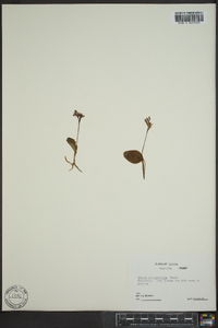 Orchis rotundifolia image
